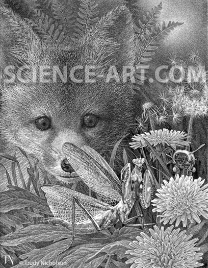 Detail of Red Fox and Praying Mantis by Trudy Nicholson 