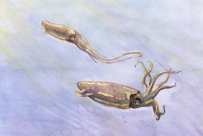 Squid Watercolor by Mesa Schumacher 