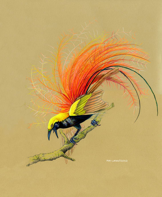 Goldie's Bird of Paradise by Patricia Latas 