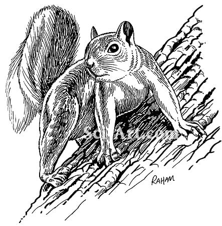 Sciurus niger by R. Gary Raham 