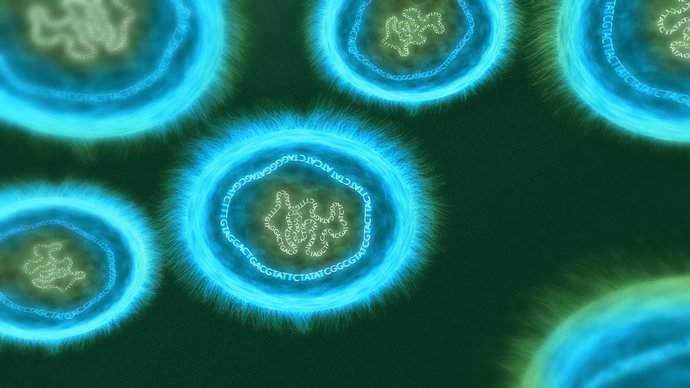 Viral DNA uptake by Dr Jon Heras 