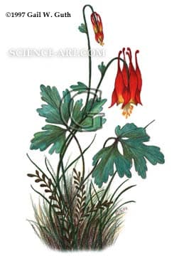 Wild Columbine by Gail Guth 