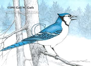 Blue Jay by Gail Guth 