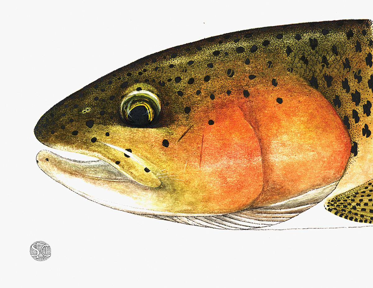 Rainbow Trout Head study by Stephen DiCerbo 