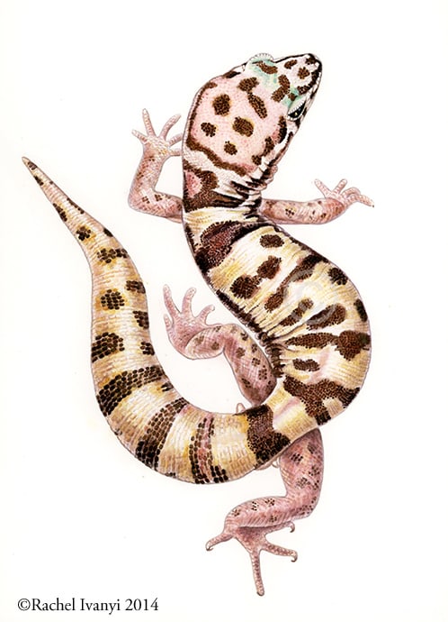 Western Banded Gecko by Rachel Ivanyi, AFC 