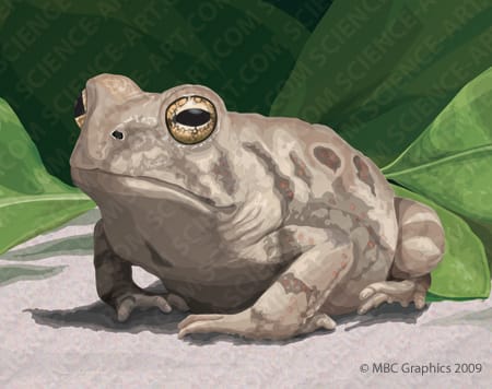 Fowler's Toad - Bufo fowleri by Erica Beade 