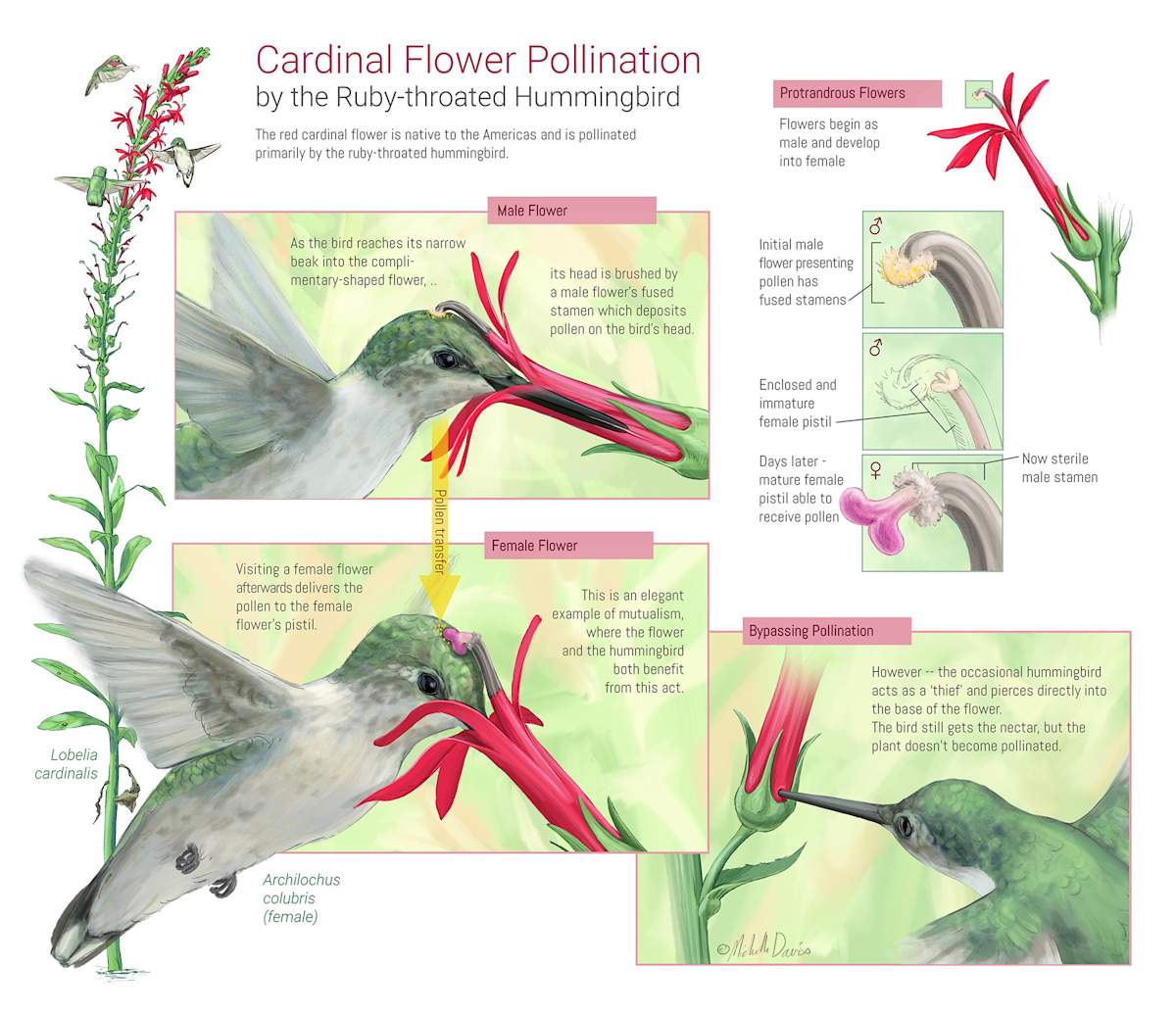 Cardinal Flower Pollination by Michelle Davis 