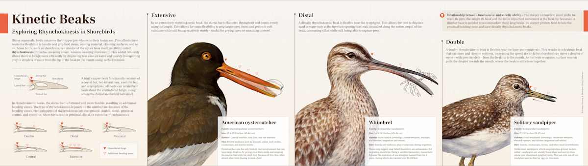 Kinetic Beaks: Exploring Rhynchokinesis in Shorebirds by Brittany Cheung 