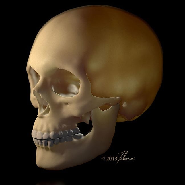 Skull 3D model by Veronica Falconieri Hays 