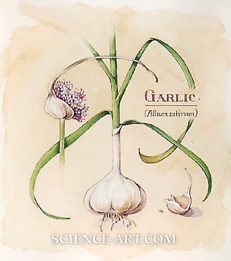Garlic by Marjorie Leggitt 