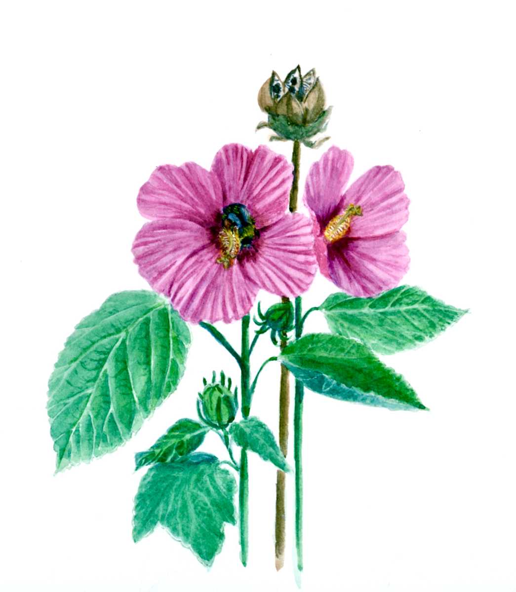 Swamp Mallow Hibiscus moscheutos by Frances Topping 