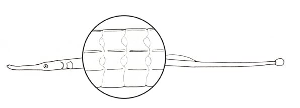 Microphis sp. (pipefish) bony scales by Kelly Finan 
