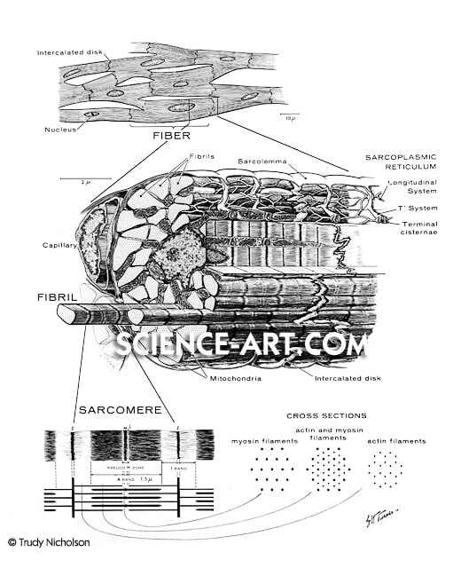 Muscle Fiber by Trudy Nicholson 