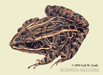 Leopard Frog by Gail Guth 