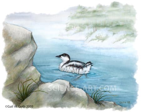 Marbled Murrelet by Gail Guth 