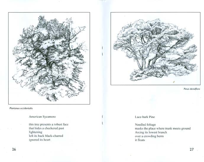 Tree Sketches - a chapbook of poetry and art by Richard Rauh 