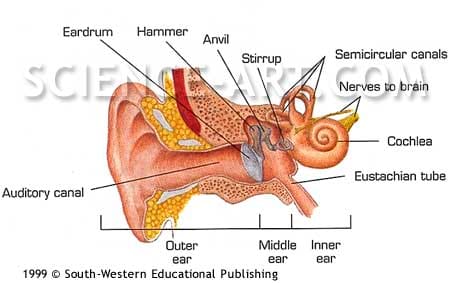 Internal Ear Anatomy by John Norton 