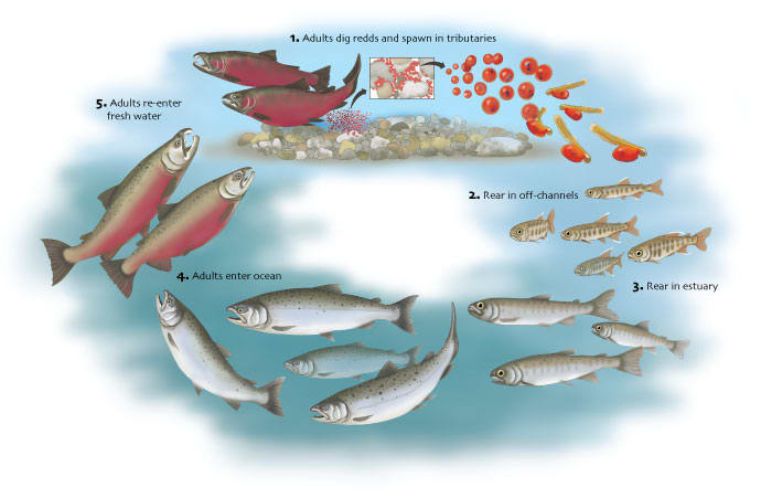 Coho Salmon Lifecycle by Elizabeth Morales 