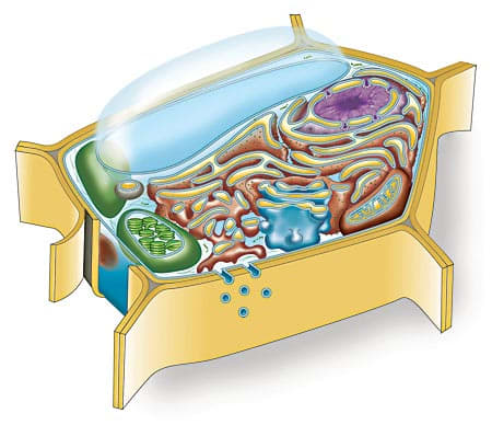 Plant Cell by Elizabeth Morales 