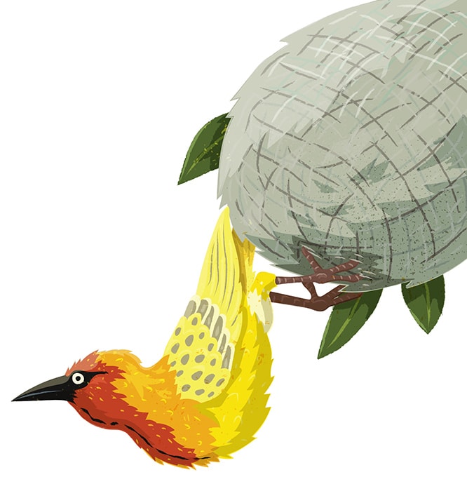 weaver bird by Sara Cramb 