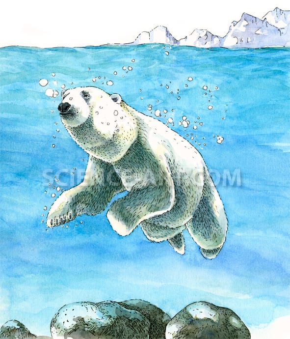 Polar Bear illustration by Marjorie Leggitt 