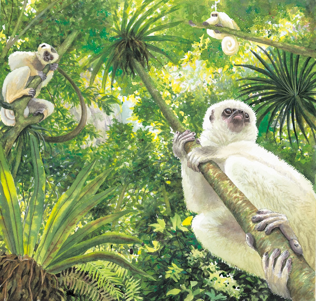 Silky Sifaka; Sifakas and Woods of Madagascar by Utako Kikutani 