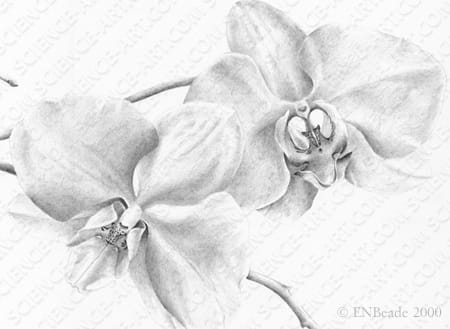 Orchid Drawing - Phaelenopsis - DETAIL by Erica Beade 