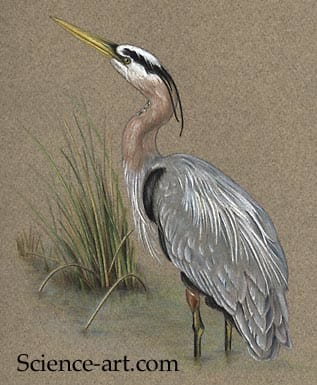 Great Blue Heron by Rachel Ivanyi, AFC 