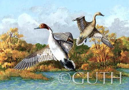 Pintails by Gail Guth 