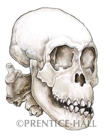 Dikka skull by Gail Guth 