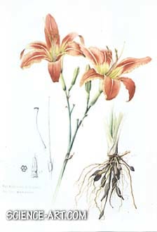 Day Lily - Hemerocallis fulva by Richard Rauh 