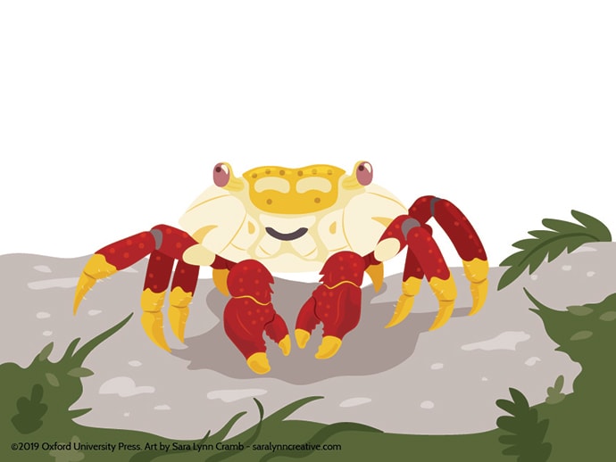 Red rock crab by Sara Cramb 