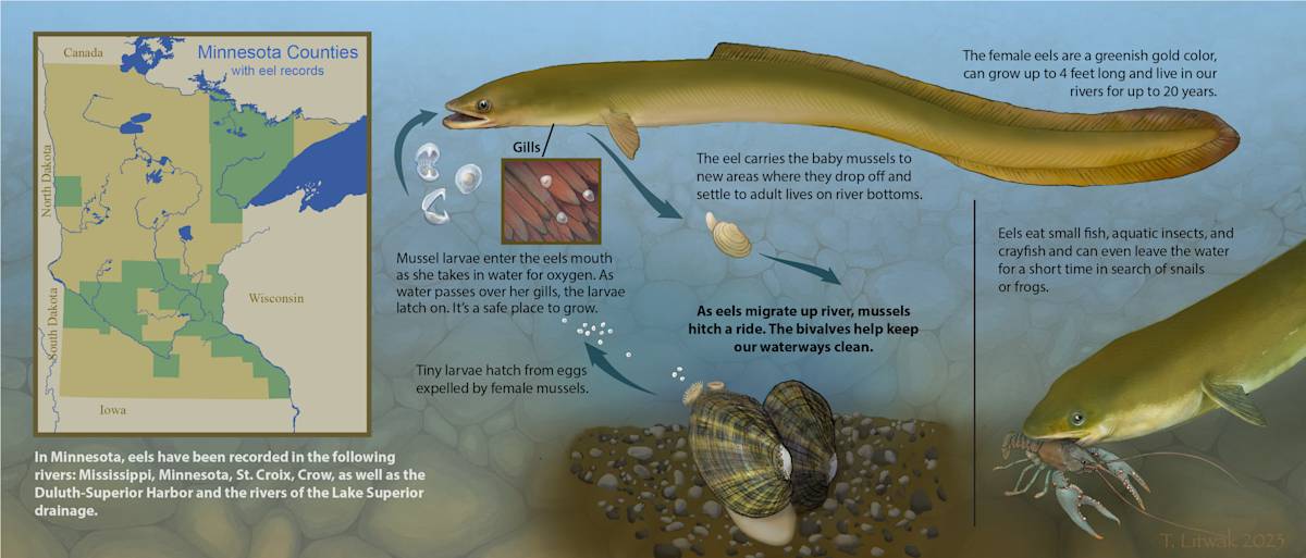 Distribution and ecology of Atlantic eels in Minnesota by Taina Litwak 