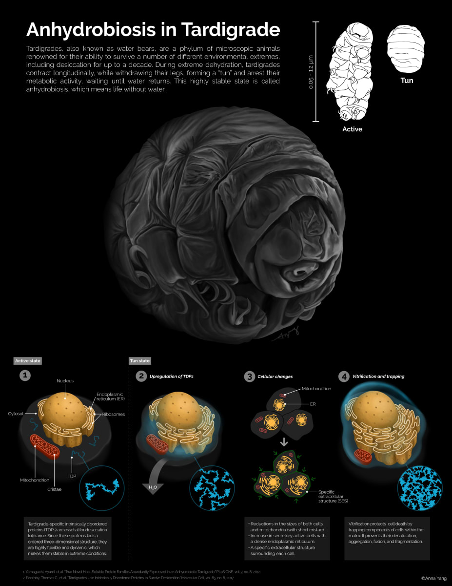 Anhydrobiosis in Tardigrade by Anna Yang 