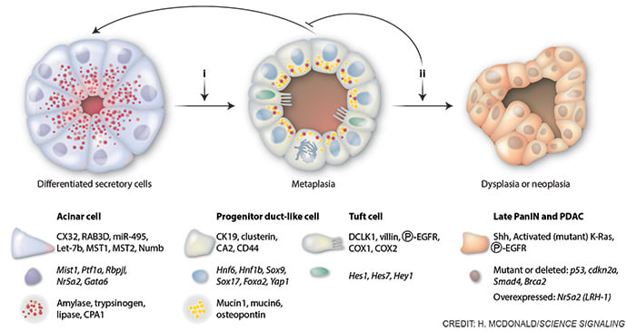 Reprogramming and metaplasia in the pancreas by Heather McDonald 