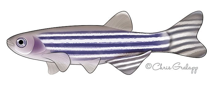 Zebrafish by Chris Gralapp 