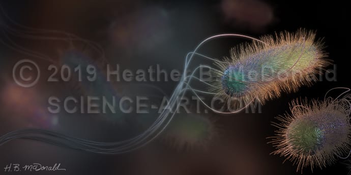 Bacterial ballet by Heather McDonald 