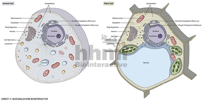 Plant and animal cell comparison by Heather McDonald 