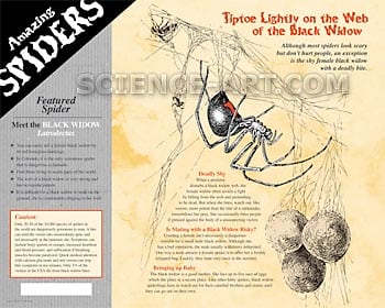 Black Widows, Latrodectus by Marjorie Leggitt 