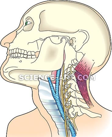 Vagus nerve by Marjorie Leggitt 