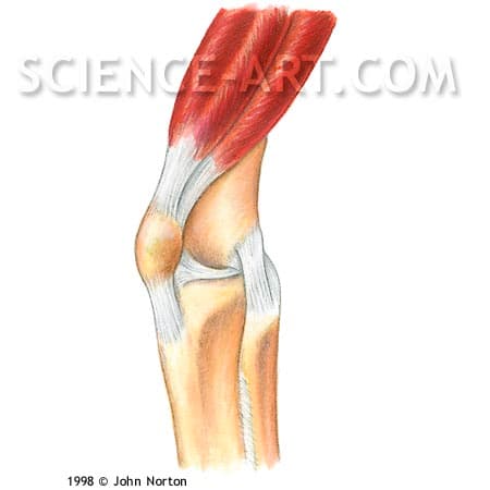 Knee Anatomy by John Norton 