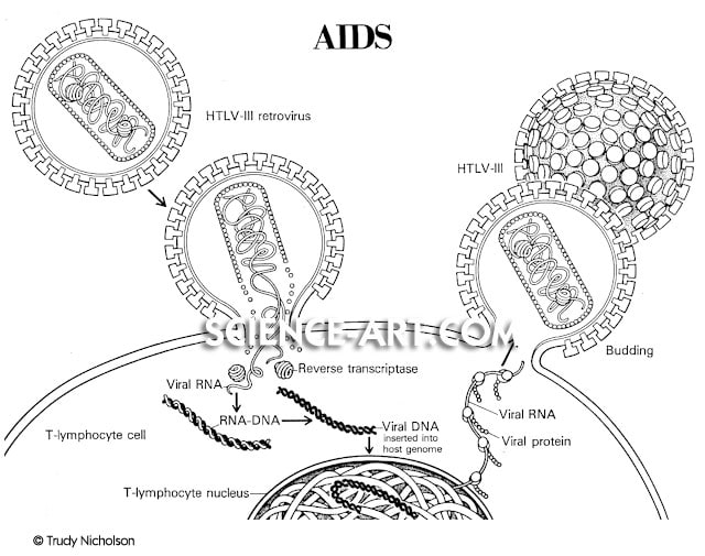 AIDS Virus Diagram by Trudy Nicholson 