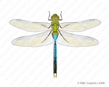 Green Darner Dragonfly (Anax junius) by Erica Beade 