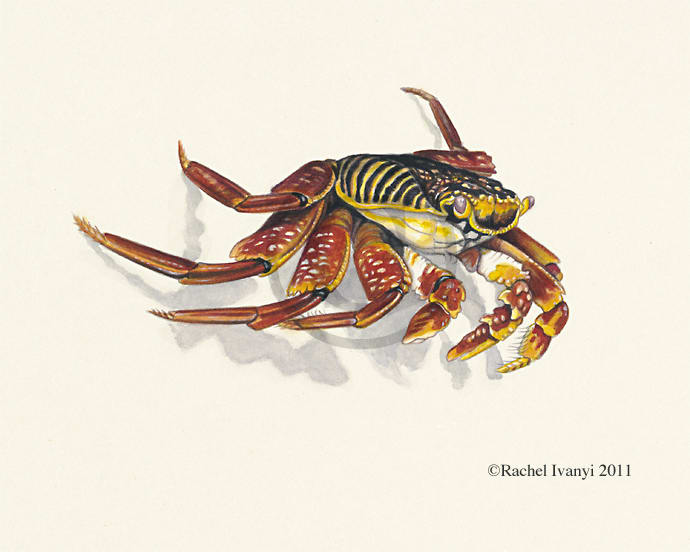 Sally Lightfoot Crab by Rachel Ivanyi, AFC 