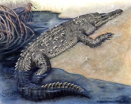 American Crocodile in Mangrove Swamp by Rachel Ivanyi, AFC 
