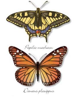 Butterflies by Jennifer Fairman, CMI, FAMI 
