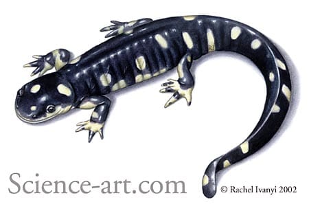 California Tiger Salamander by Rachel Ivanyi, AFC 