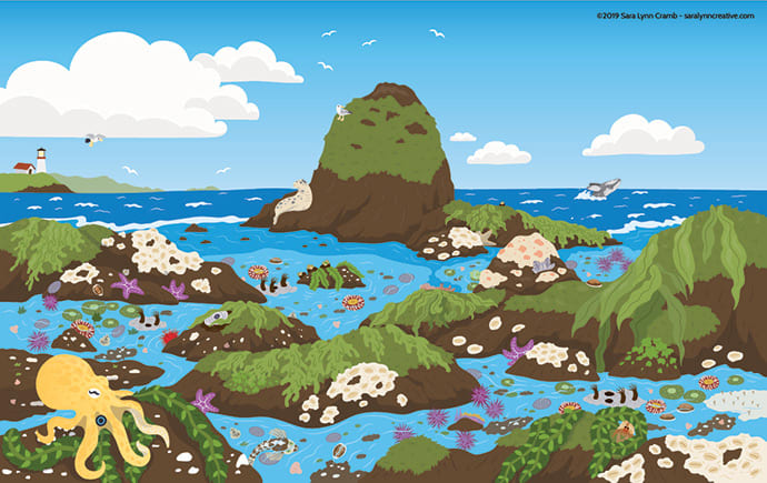 Tide Pool by Sara Cramb 