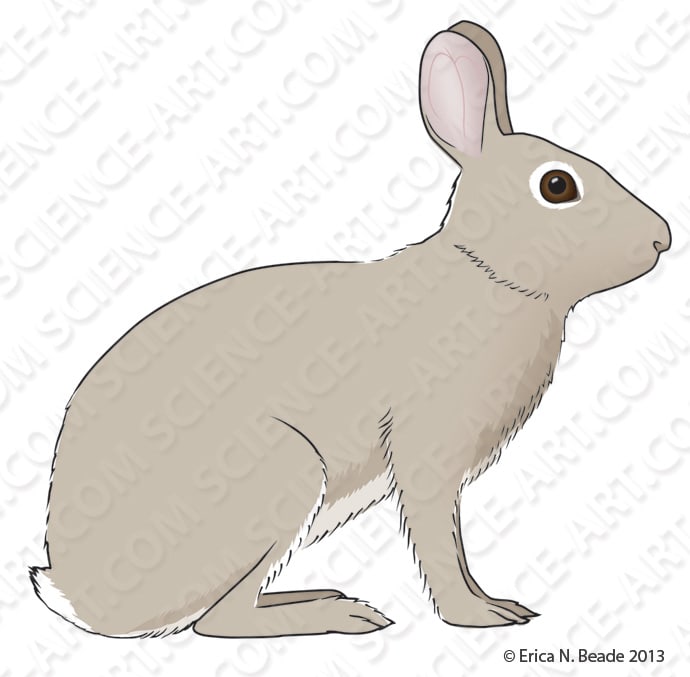 Eastern Cottontail Rabbit -Sylvilagus florida by Erica Beade 