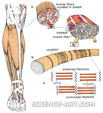 Structure of Skeletal Muscle by Marjorie Leggitt 